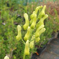 Aconitum lycoctonum